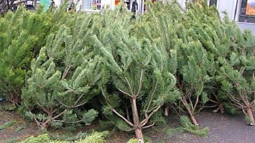 Свежие новости: В Николаеве утвердили места для продажи елок и праздничных украшений