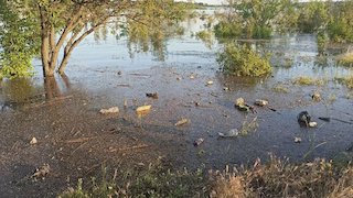 Свежие новости: Внаслідок підриву Каховської ГЕС на Миколаївщині та Херсонщині може загинути значна частина лісів