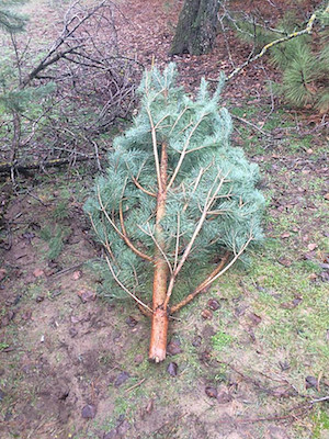 Свежие новости: В Матвеевском лесу браконьеры начинают пилить сосны для продажи