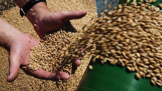 Свежие новости: Єврокомісія готує новий пакет підтримки фермерам ЄС через зерно з України