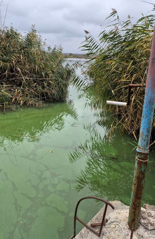 Свіжі новини: Вода стала зеленою, а рівень забруднення зріс у 8 разів: що відбувається в Миколаєві