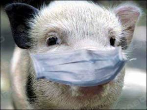 Свежие новости: В Березанском районе расползается африканская чума