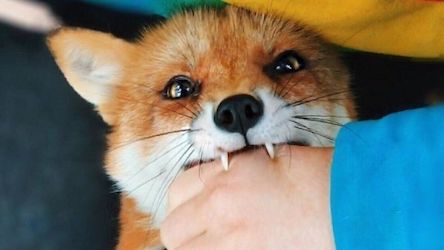 Свежие новости: В больнице Нового Буга находятся шесть человек с подозрением на бешенство