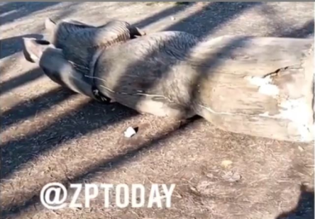 Свежие новости: В Запорожье уволили руководителя парка, в котором из-за падения скульптуры погибла девочка