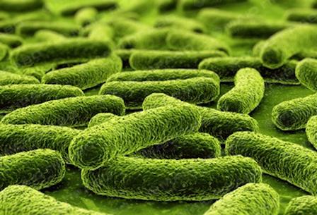 Свежие новости: Ученые: Пребиотики улучшают сон и помогают при стрессе