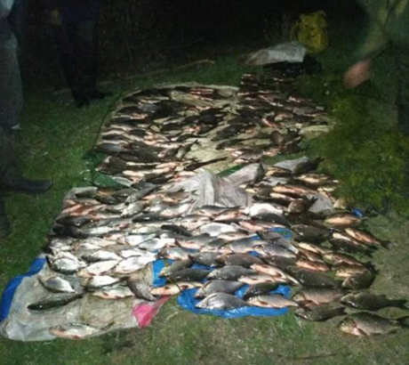Свежие новости: На Николаевщине браконьеры наловили рыбы на 61 тысячу гривен