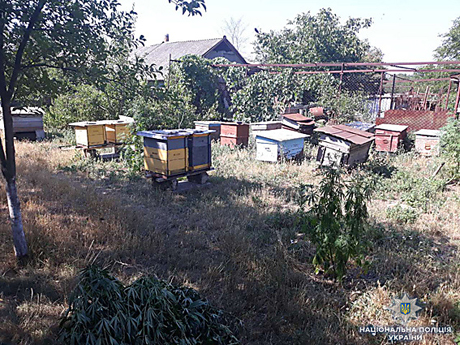 Свежие новости: Полиция изъяла у жителя Вознесенского района 30 кустов конопли, которые тот выращивал на пасеке