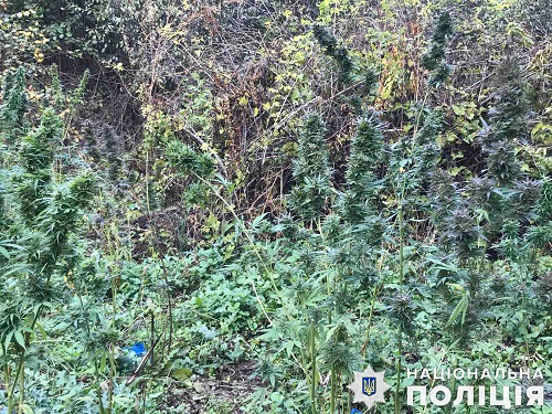 Свежие новости: В Арбузинском районе у водохранилища обнаружили ухоженные плантации с коноплей