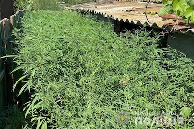 Свежие новости: Под Одессой полицейские изъяли наркотиков на 7,5 млн гривен