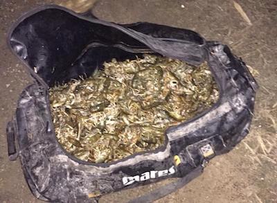 Свежие новости: В Николаевской области браконьер незаконно выловил более тысячи раков