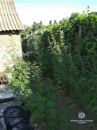 Свежие новости: В Николаеве мужчина незаконно выращивал и хранил коноплю «для попугаев»