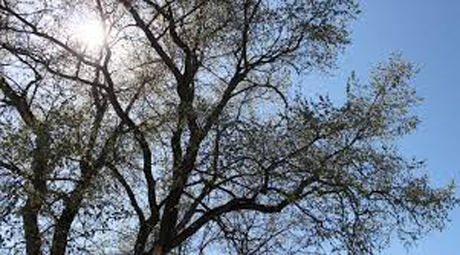 Свежие новости: В Украину идет существенное потепление: ожидается до 20 градусов