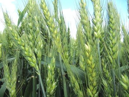 Свежие новости: На Миколаївщині розпочато осінню посівну компанію