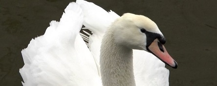 Свежие новости: На Намыве в Николаеве поселились лебеди