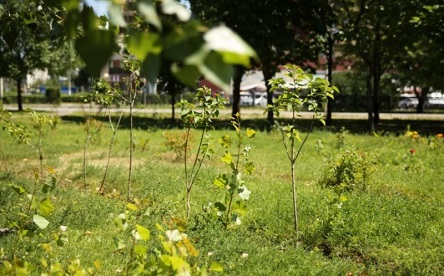 Свежие новости: Онлайн: В Николаеве горожане высаживают «Аллею жизни»