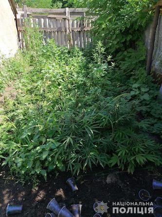 Свежие новости: В Веселиново мужчины выращивали  770 наркорастений конопли