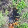 Свіжі новини: Влаштував підпал на Миколаївщині: порушника оштрафували