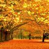 Свежие новости: Листопад несе в Україну сонце