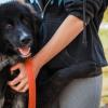 Свіжі новини: 6 собак і 7 котів з виставки в Миколаєві знайшли нові родини