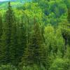 Свіжі новини: На Николаевщине усовершенствуют программу развития лесов