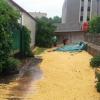 Свіжі новини: В Первомайске у фуры перевернулся прицеп с 30 тоннами кукурузы