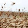 Свежие новости: У нашесті сарани в Україні винна Росія, каже Держпродспоживслужба