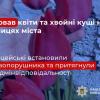 Свежие новости: Вирвав квіти та хвойні кущі на вулицях міста: у Миколаєві поліцейські встановили правопорушника