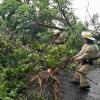Фото новости: В трех селах на Николаевщине непогода повалила 60 деревьев, а также повредила более 30 кровель домов и учебных учреждений Свежие новости: В трех селах на Николаевщине непогода повалила 60 деревьев, а также повредила более 30 кровель домов и учебных учреждений