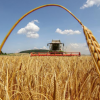 Свежие новости: Теплая и сухая зима снизит урожай зерновых на треть – эксперт