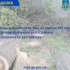 Свежие новости: Житель Вознесенщины вырубил деревья почти на полмиллиона гривен