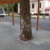 Свежие новости: В Николаеве деревья плотно обложили тротуарной плиткой