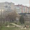Свежие новости: В Николаеве стая бездомных собак оккупировала сквер