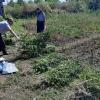 Свіжі новини: У жителя Николаевщины изъяли 71 куст элитной конопли