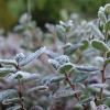 Свежие новости: В Украине ожидаются заморозки, температура местами опустится до -3 градусов