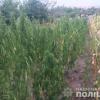 Свежие новости: У жителя Николаевщины, который ранее уже привлекался за наркотики, нашли 70 кустов конопли