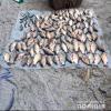 Свежие новости: На Николаевщине браконьер незаконно вылавливал рыбу