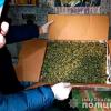 Свіжі новини: Полиция изъяла у двоих николаевцев коробку и бутыль с марихуаной