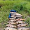 Свежие новости: На Миколаївщині затримали підводних мисливців із 61 кг незаконно добутої риби