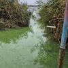 Свіжі новини: Вода стала зеленою, а рівень забруднення зріс у 8 разів: що відбувається в Миколаєві