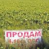 Свіжі новини: Плати 1500 с гектара или продавай дешево. Зачем Рада хочет ввести новый налог