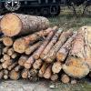 Свежие новости: СБУ та прокуратура зупинили спробу незаконного експорту соснової деревини