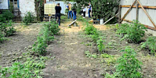 Свежие новости: ФОТО: В Новобугском районе уничтожили плантацию конопли