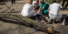 Свежие новости: Пробито легкое и сломан позвоночник: в Днепре дерево убило беременную девушку