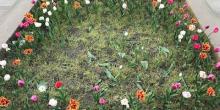 Свежие новости: Николаевцы окончательно уничтожили тюльпановую клумбу на Садовой