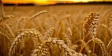 Свежие новости: В ЕС увеличивают площади под мягкой пшеницей