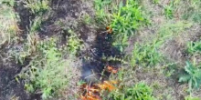 Свіжі новини: Влаштував підпал на Миколаївщині: порушника оштрафували