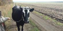 Свежие новости: ФОТО: В Первомайске хозяевам вернули похищенных коров