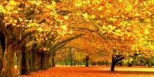 Свежие новости: Листопад несе в Україну сонце