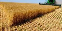 Свежие новости: У Миколаївській області обмолочено 94 % площ ранніх сільськогосподарських культур