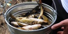 Свежие новости: На Николаевщине конфисковали у браконьеров 324 кг рыбы